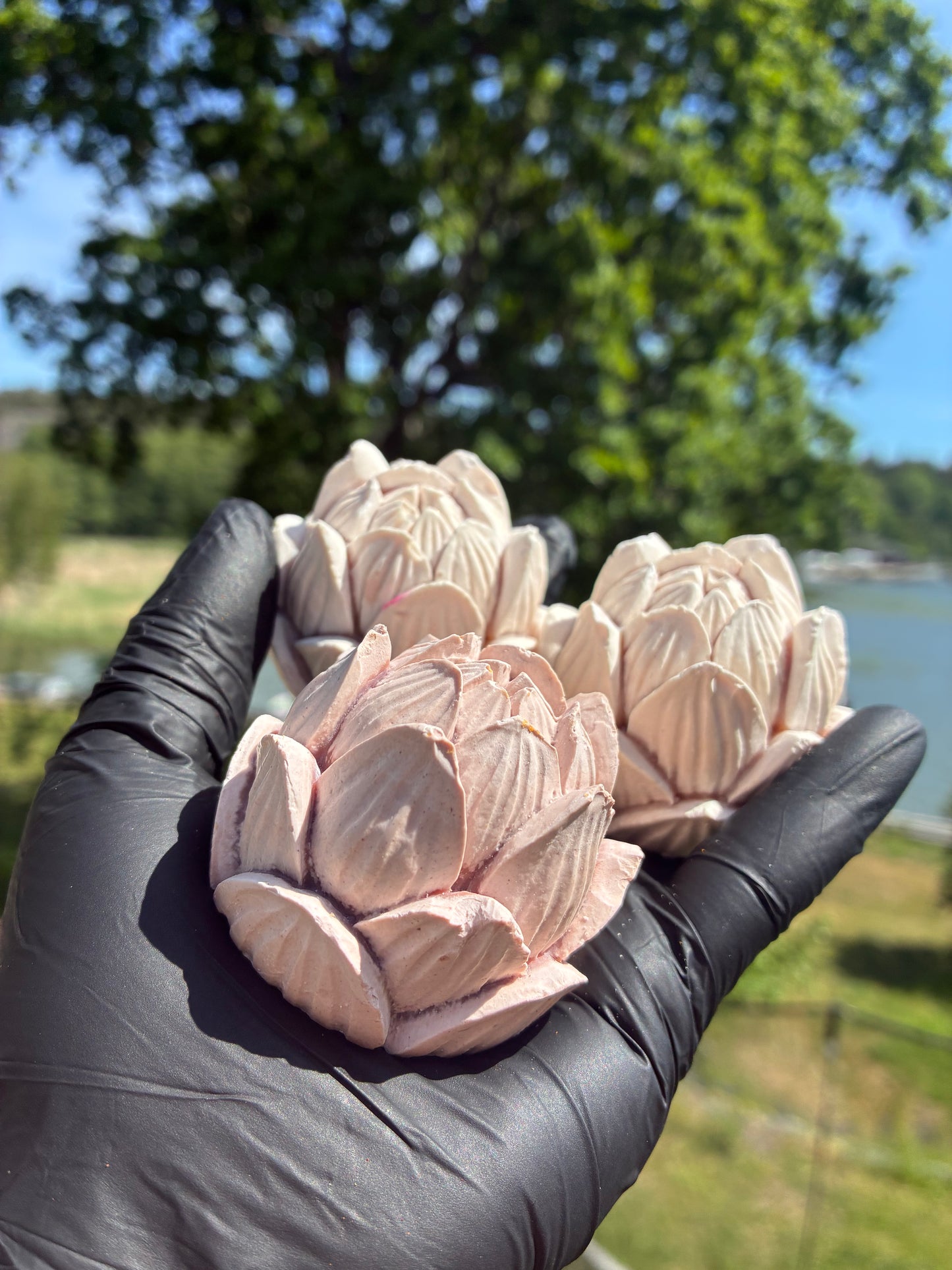 Andrasortering Rosa lotus