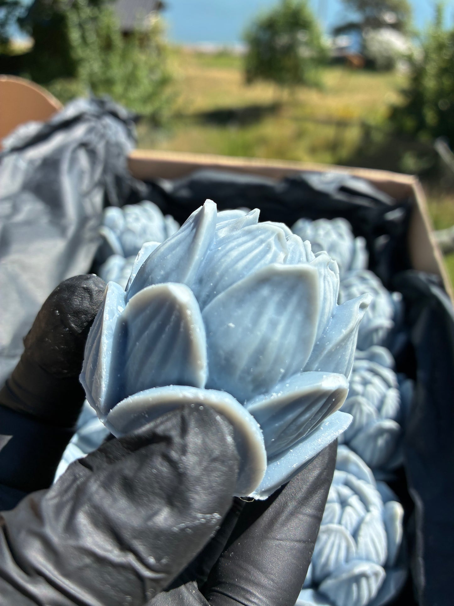 Zweiter Platz: Blauer Lotus