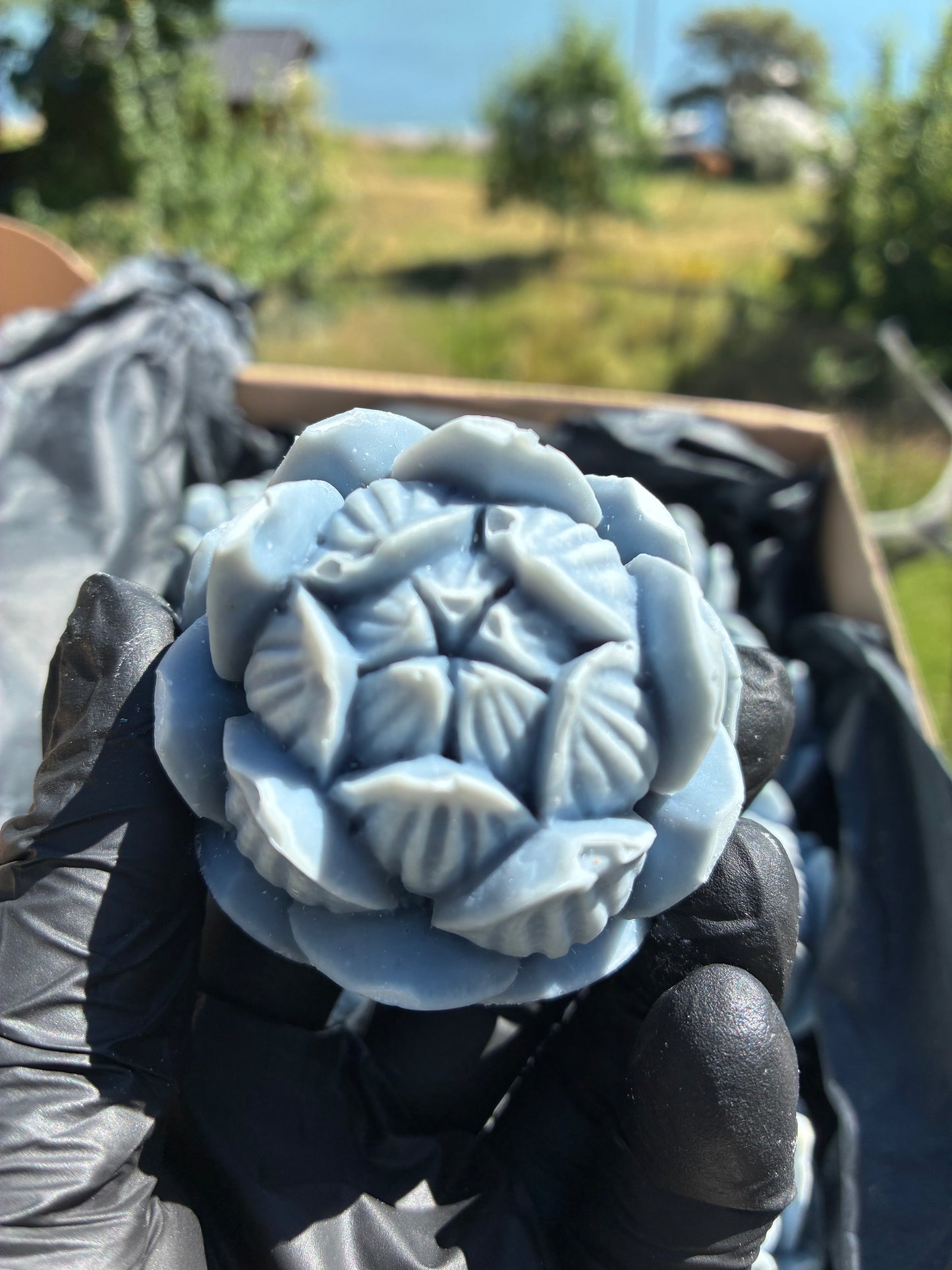 Zweiter Platz: Blauer Lotus